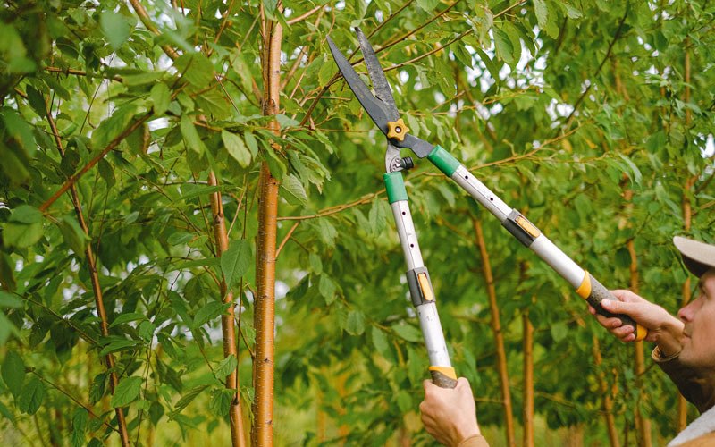 Tree trimming in Birch Tree, MO